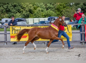 Duitse rijpony, Merrie, 7 Jaar, Vos