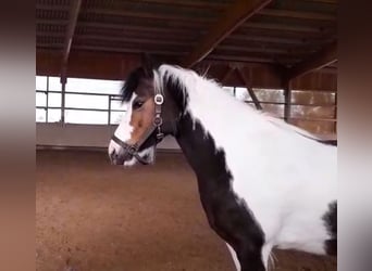Duitse rijpony Mix, Merrie, 8 Jaar, 120 cm, Gevlekt-paard