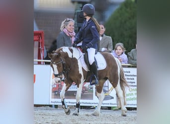 Duitse rijpony Mix, Merrie, 8 Jaar, 125 cm, Gevlekt-paard