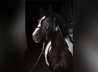 Duitse rijpony Mix, Merrie, 8 Jaar, 138 cm, Gevlekt-paard