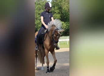 Duitse rijpony, Merrie, 8 Jaar, 138 cm, Palomino