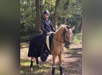 Duitse rijpony, Merrie, 8 Jaar, 138 cm, Palomino