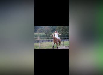 Duitse rijpony, Merrie, 8 Jaar, 138 cm, Palomino