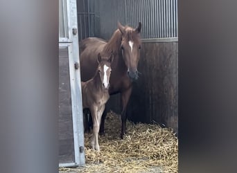 Duitse rijpony, Merrie, 8 Jaar, 141 cm, Donkere-vos