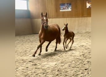 Duitse rijpony, Merrie, 8 Jaar, 141 cm, Donkere-vos