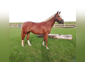 Duitse rijpony, Merrie, 8 Jaar, 141 cm, Vos