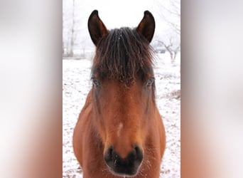 Duitse rijpony, Merrie, 8 Jaar, 142 cm, Bruin