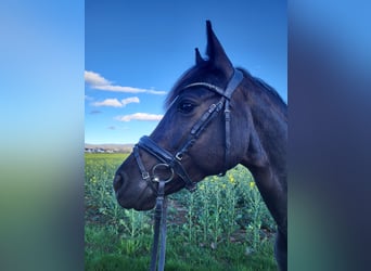 Duitse rijpony, Merrie, 8 Jaar, 142 cm, Zwart