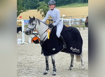 Duitse rijpony, Merrie, 8 Jaar, 143 cm, Schimmel