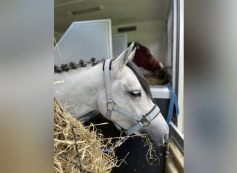 Duitse rijpony, Merrie, 8 Jaar, 143 cm, Schimmel