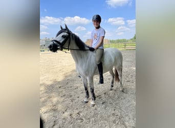 Duitse rijpony, Merrie, 8 Jaar, 143 cm, Schimmel