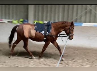 Duitse rijpony, Merrie, 8 Jaar, 143 cm, Vos