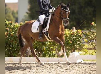 Duitse rijpony, Merrie, 8 Jaar, 144 cm, Donkere-vos