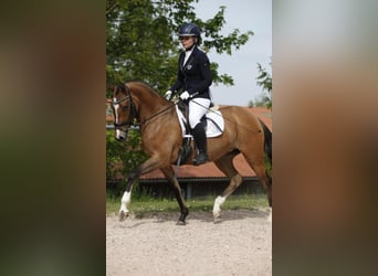 Duitse rijpony, Merrie, 8 Jaar, 144 cm, Falbe