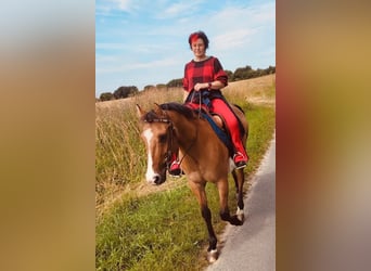 Duitse rijpony, Merrie, 8 Jaar, 144 cm, Falbe