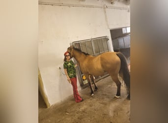 Duitse rijpony, Merrie, 8 Jaar, 144 cm, Falbe