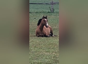 Duitse rijpony, Merrie, 8 Jaar, 144 cm, Falbe