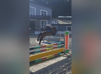 Duitse rijpony, Merrie, 8 Jaar, 145 cm, Bruin