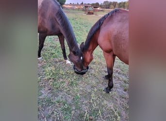 Duitse rijpony, Merrie, 8 Jaar, 145 cm, Bruin