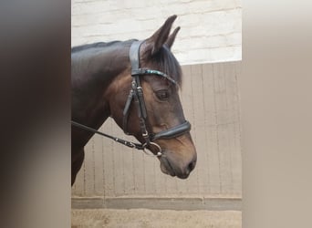 Duitse rijpony, Merrie, 8 Jaar, 145 cm, Donkerbruin
