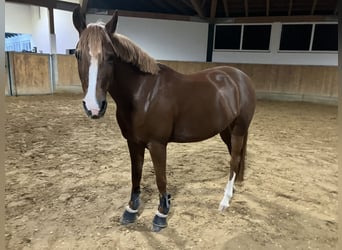 Duitse rijpony, Merrie, 8 Jaar, 145 cm, Donkere-vos