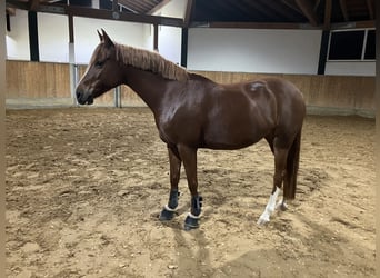 Duitse rijpony, Merrie, 8 Jaar, 145 cm, Donkere-vos