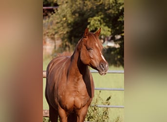 Duitse rijpony, Merrie, 8 Jaar, 145 cm, Vos