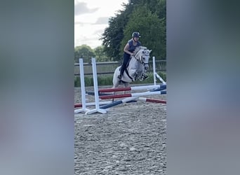 Duitse rijpony, Merrie, 8 Jaar, 146 cm, Vliegenschimmel