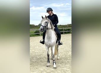 Duitse rijpony, Merrie, 8 Jaar, 146 cm, Vliegenschimmel