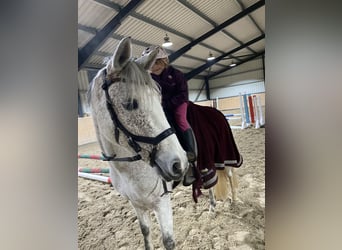 Duitse rijpony, Merrie, 8 Jaar, 146 cm, Vliegenschimmel