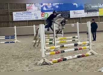 Duitse rijpony, Merrie, 8 Jaar, 146 cm, Vliegenschimmel