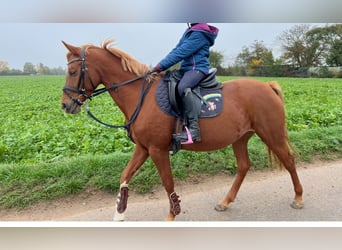 Duitse rijpony, Merrie, 8 Jaar, 146 cm, Vos