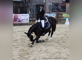 Duitse rijpony, Merrie, 8 Jaar, 146 cm, Zwart