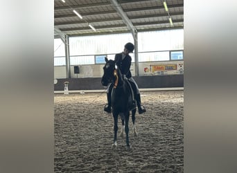 Duitse rijpony, Merrie, 8 Jaar, 146 cm, Zwart