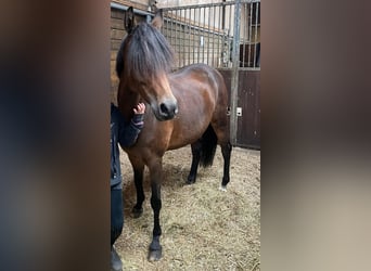 Duitse rijpony, Merrie, 8 Jaar, 147 cm, Donkerbruin