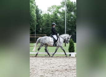 Duitse rijpony, Merrie, 8 Jaar, 147 cm, Schimmel