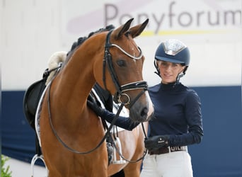 Duitse rijpony, Merrie, 8 Jaar, 148 cm, Bruin