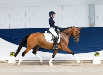 Duitse rijpony, Merrie, 8 Jaar, 148 cm, Bruin