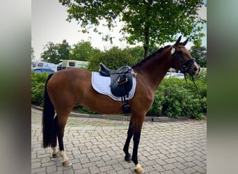 Duitse rijpony, Merrie, 8 Jaar, 148 cm, Bruin