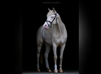 Duitse rijpony, Merrie, 8 Jaar, 148 cm, Cremello