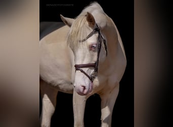 Duitse rijpony, Merrie, 8 Jaar, 148 cm, Cremello