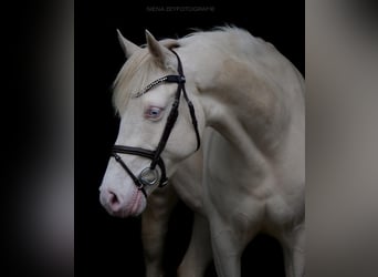 Duitse rijpony, Merrie, 8 Jaar, 148 cm, Cremello