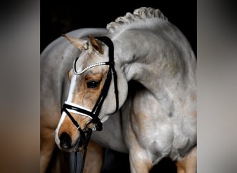 Duitse rijpony, Merrie, 8 Jaar, 148 cm, Palomino