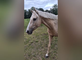 Duitse rijpony, Merrie, 8 Jaar, 148 cm, Palomino