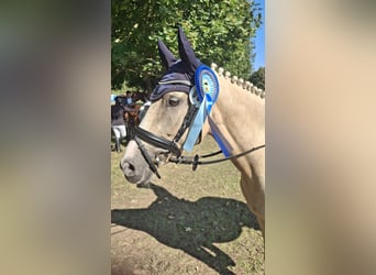 Duitse rijpony, Merrie, 8 Jaar, 148 cm, Palomino