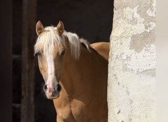 Duitse rijpony, Merrie, 8 Jaar, 148 cm, Palomino