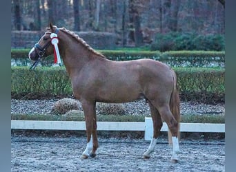 Duitse rijpony, Merrie, 8 Jaar, 148 cm, Vos