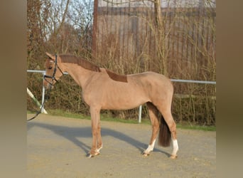 Duitse rijpony, Merrie, 8 Jaar, 148 cm, Vos