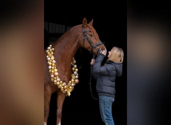 Duitse rijpony, Merrie, 8 Jaar, 148 cm, Vos