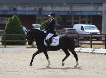 Duitse rijpony, Merrie, 8 Jaar, 148 cm, Zwart